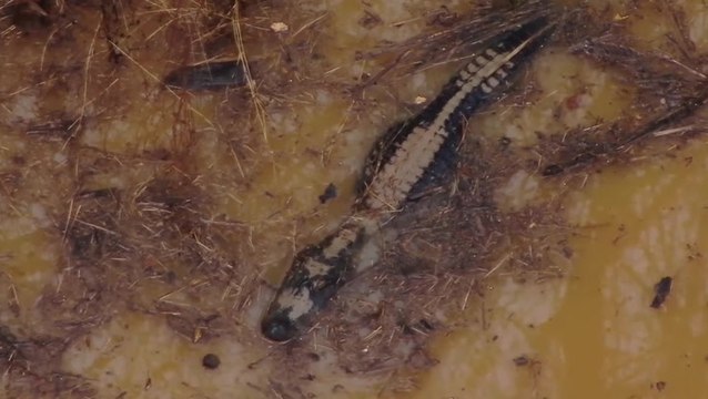 Huge hissing alligator found hiding in pond by Georgia police during training exercise