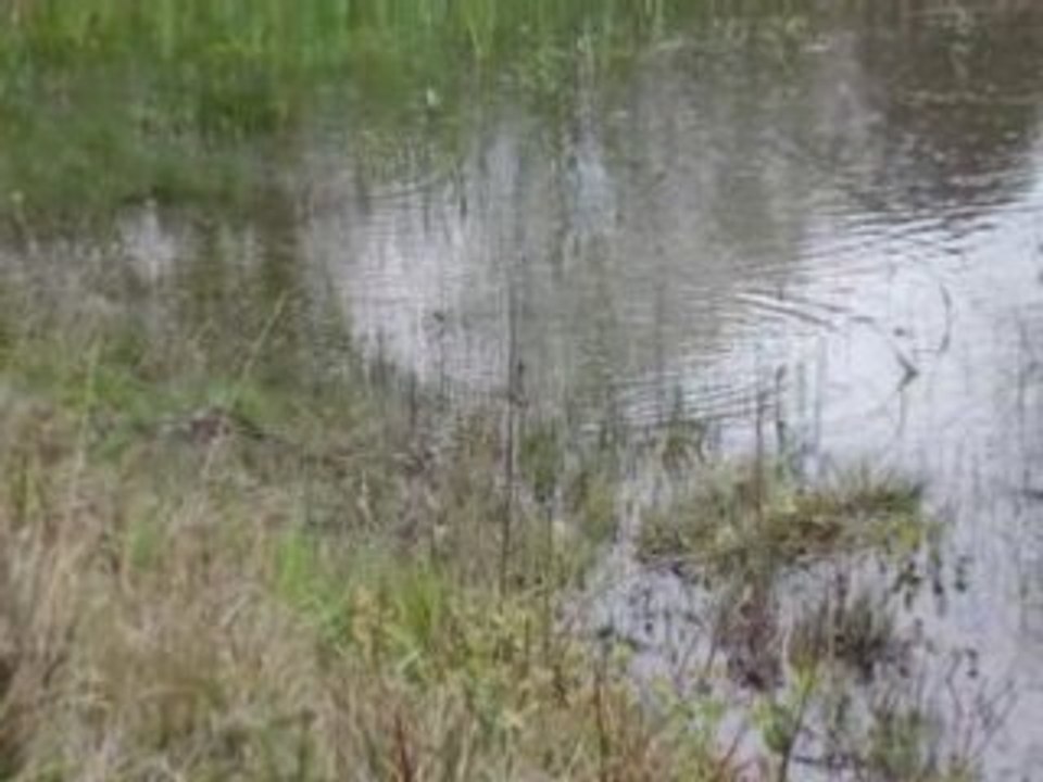 Grenouilles au centre equestre