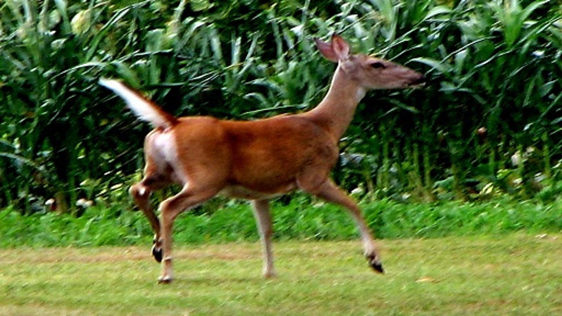 Deer Documentary