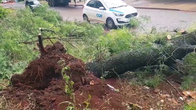 Mais uma queda de árvore mobiliza o Corpo de Bombeiros em Cascavel