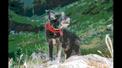 HUMAN BEINGS - I wanna be your dog - Live 1994 -