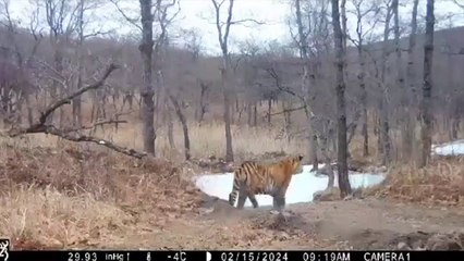 Ce tigre n'est pas le meilleur chasseur de la foret