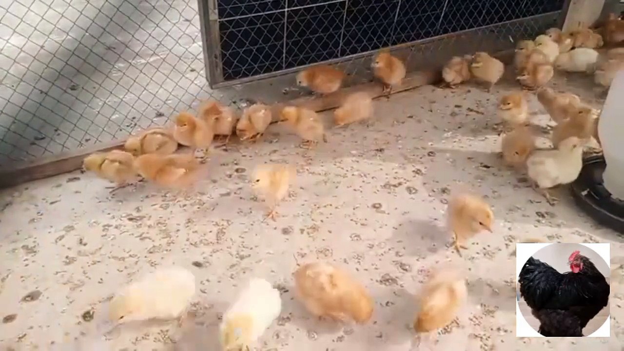 Bovans Brown Chicks