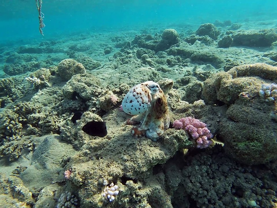 Posierender kleiner Krake