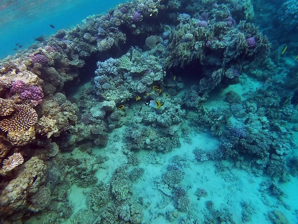 Falterfische beim quallenknabbern