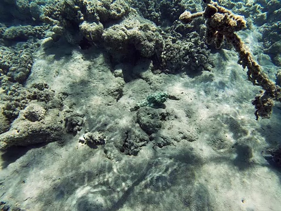 Meister der Tarnung? Naja: Hoppelnder grüner Steinfisch