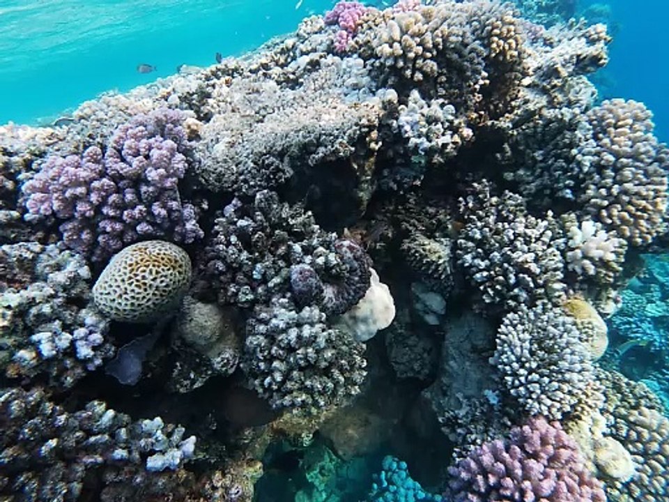 Gestrichelte Seegurke am Big Reef beim Frühstück