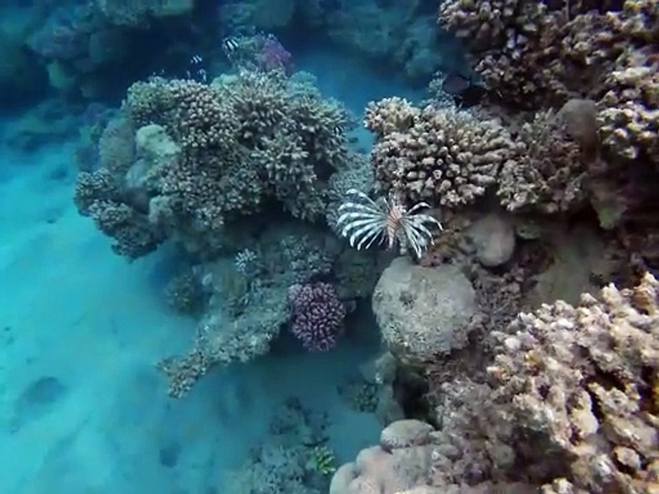 Kleiner Strahlenfeuerfisch am Big Reef
