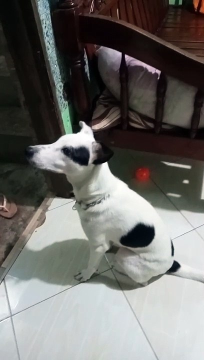 my pet