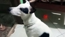 my pet