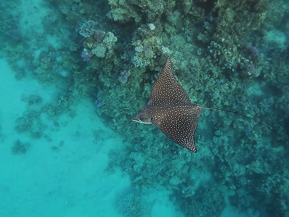 Adlerrochen mit lästigem Schiffshalter
