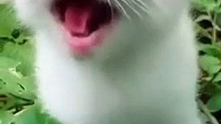 Cat_Meowing_Cat_Sound__Cute_Cat_Videos_#shorts_#cat_#cats_#dog_#puppy_#catlover_#catfunnyshorts(360p)