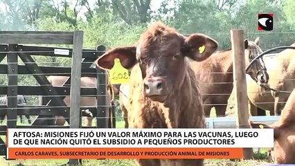 Este lunes comienza la primera campaña del 2024 de la vacunación contra la fiebre aftosa en Misiones