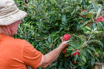 Goulburn Valley orchards sale | March 18, 2024 | Farmonline