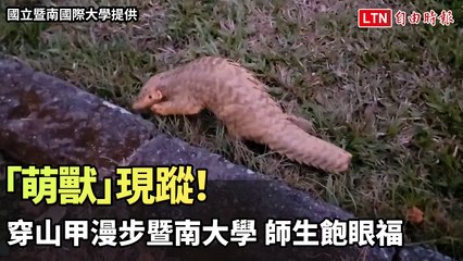 穿山甲現蹤暨南大學校園！珍稀保育動物驚喜亮相 🦏