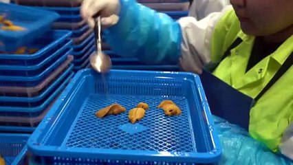 Sea urchin roe factories turn marine menace into international opportunity