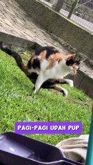 Serba-serbi Ramadhan versi kucing(MP4)