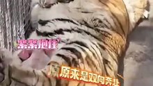 奇事！小豬和老虎交朋友了。The piggy made friends with the tiger.
