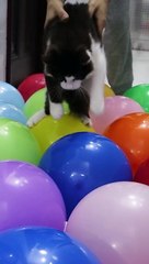 funny cat with ballon 