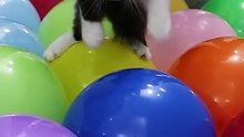 funny cat with ballon 