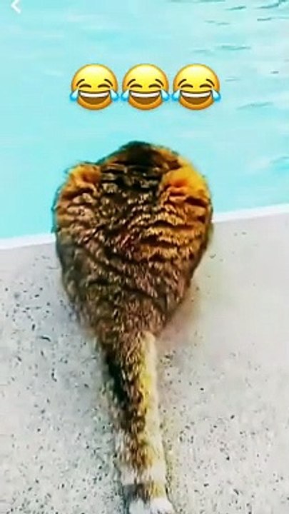 cat swime