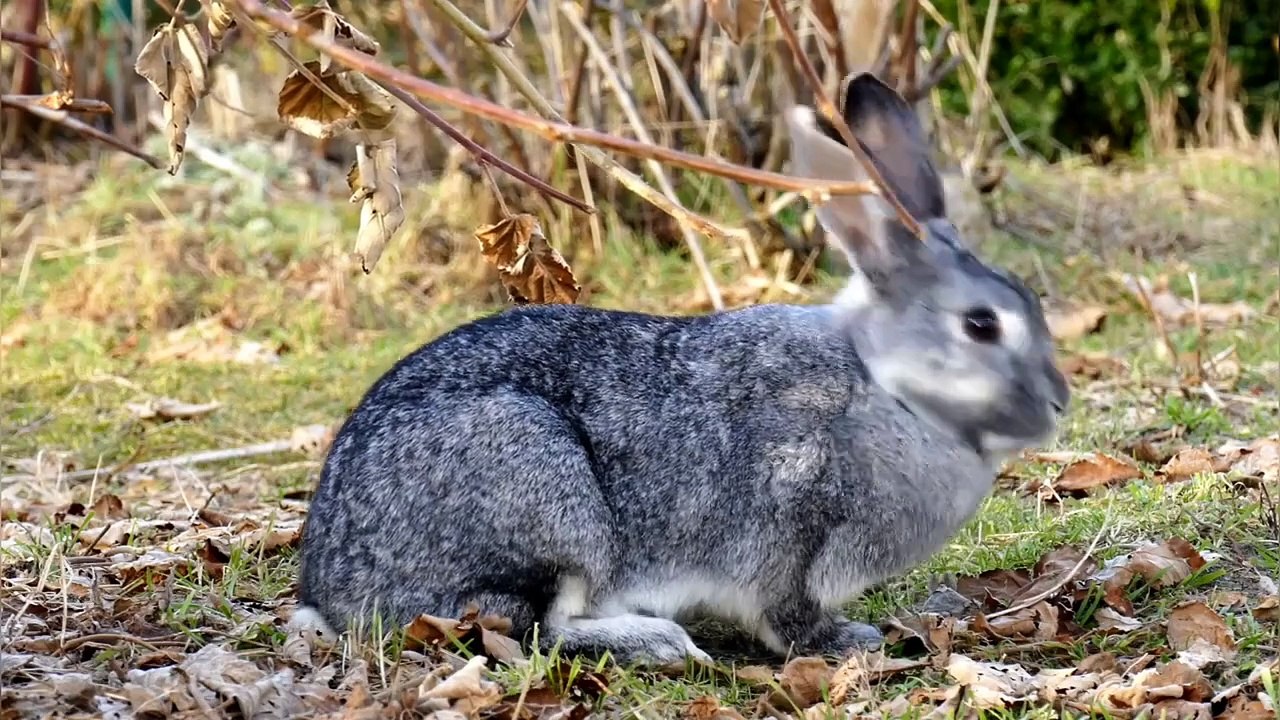 Âm nhạc thư giãn trị liệu với cảnh đẹp nhân gian - Cuộc sống động vật nơi cao nguyên