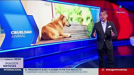 Alarma sacrificio de perros en el Bosque de Nativistas, Xochimilco