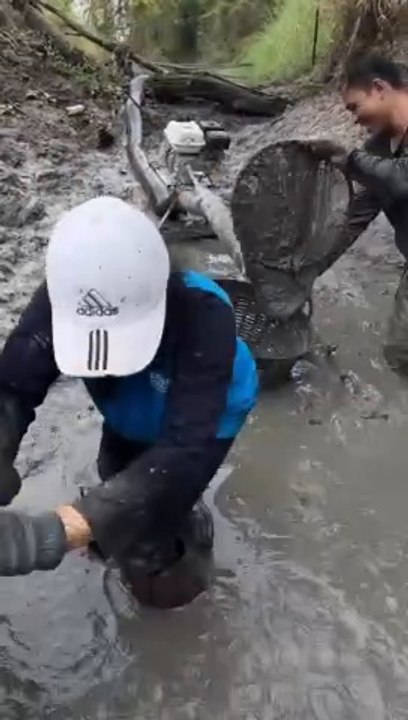Ikan lele yang lepas ditangkap