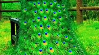 This is a very beautiful video, this peacock is very stylish