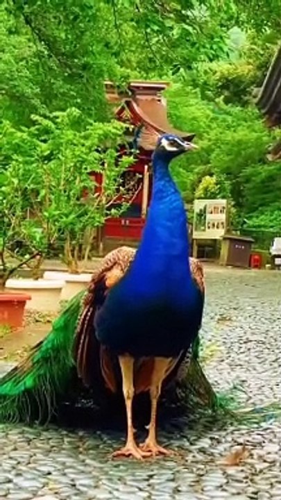 very beautiful stylish peacock
