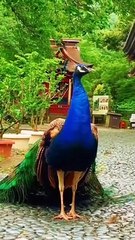 very beautiful stylish peacock