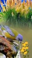 Birds Of The World 4K - Scenic Wildlife Film With Calming Music