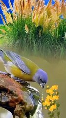 Birds Of The World 4K - Scenic Wildlife Film With Calming Music