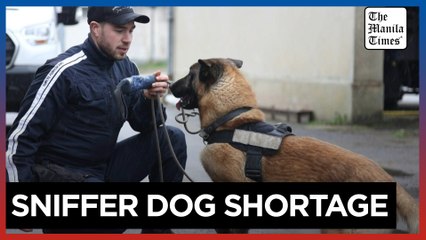 Sniffer dogs are sought-after ahead of the Paris Olympics