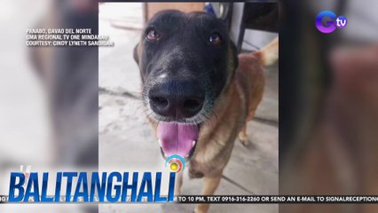 Asong nakapatay ng ahas sa bakuran nila, itinuturing na hero dog ng amo | BT