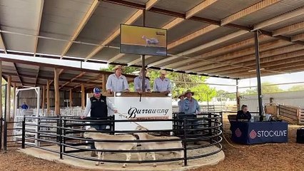 The top-priced lot sells for $20,000 at Burrawang Dorpers