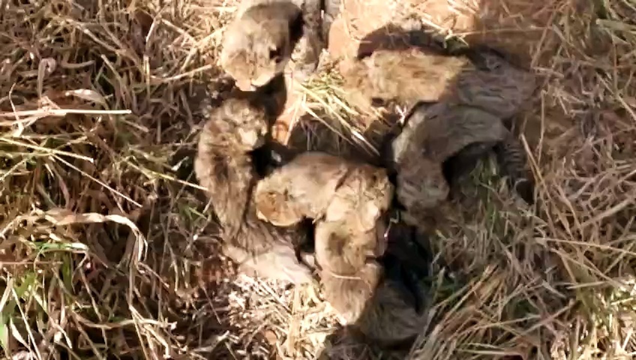 कूनो से फिर बड़ी खुशखबरी : मादा चीता गामिनी ने 5 नहीं 6 शावकों को दिया है जन्‍म, नया वीडियो आया सामने