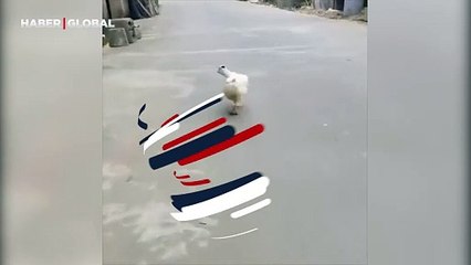 Ördeğin defilesi bu kadar olur! Görenler kahkahaya boğuldu