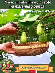 Paano magtanim ng sayote