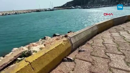 Balon balıkları için "karada ölüm" uyarısı: Atmayın!