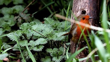 Robin [Erithacus rubecula] @ #GreenbankCemetery #Bristol #BS5