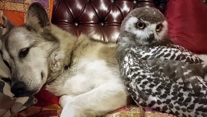 Meet the dog who is unlikely pals with an owl
