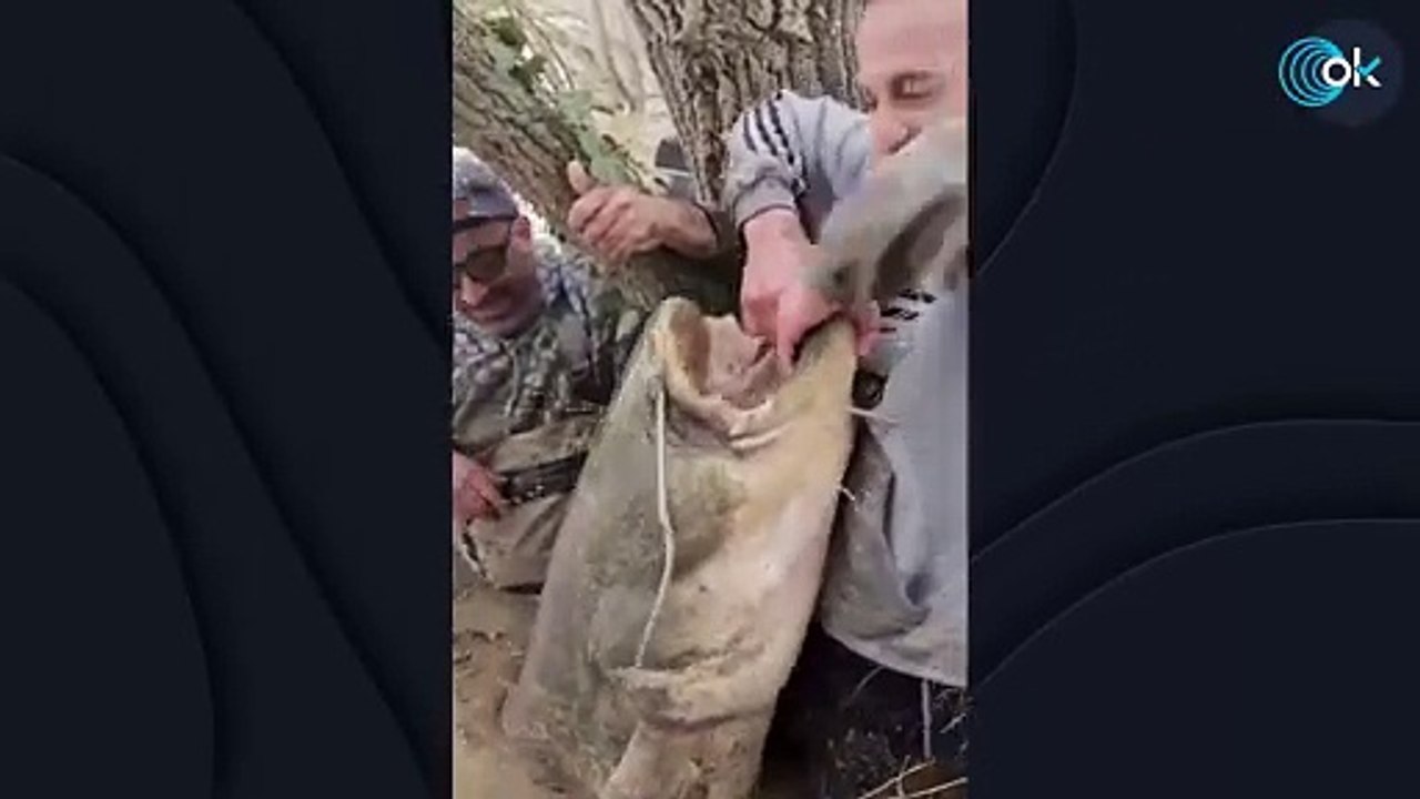 Un aficionado a la pesca captura un siluro de 85 kilos y más de 2 metros en el Ebro