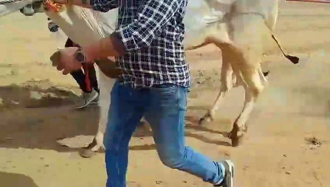 बैल, भैंसे और घोड़े की ऐसी दौड़ अबतक नहीं देखी होगी, 25 हजार लोग देखने पहुंच गए, देखें वीडियो