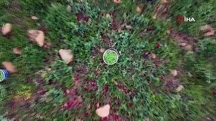 Asrın felaketi sonrası deprem bölgesinde beklenen hasat başladı