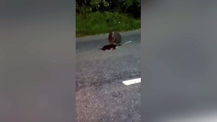 Startled motorist captured footage of wallaby bouncing along main road in Devon