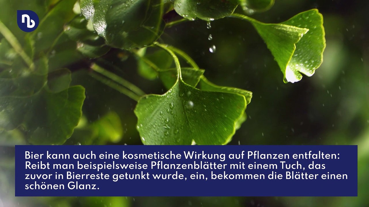 Fleckentferner, Beautyprodukt und Düngemittel: Bier hat mehr als nur berauschende Fähigkeiten