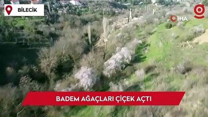 Bilecik'te badem ağaçları çiçek açtı