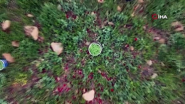 Hatay'da hasadı başladı, tam bir vücut koruyucu: Tarlada kilosu 50 TL!