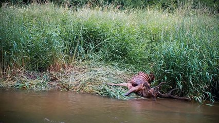 Im Land der Wölfe Trailer DF